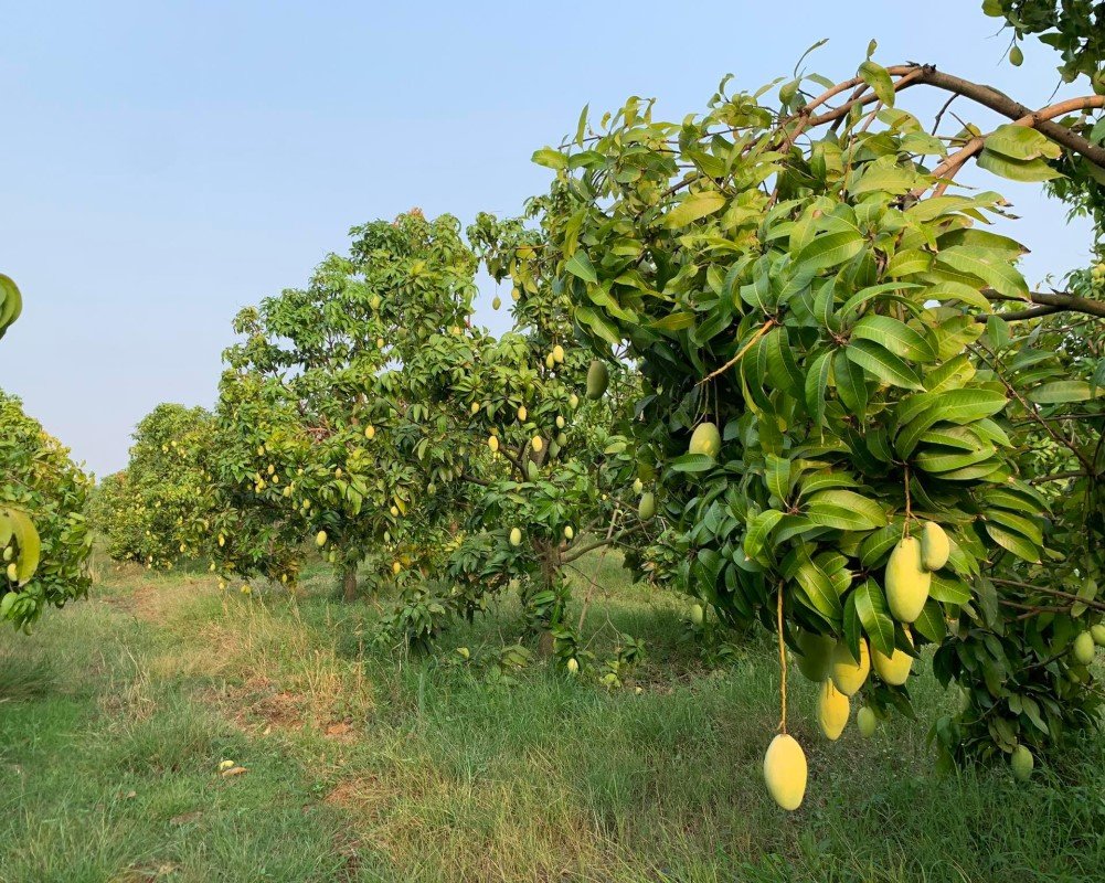 Fresh mangoes on tree